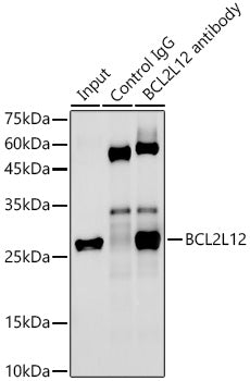 BCL2L12 Rabbit mAb