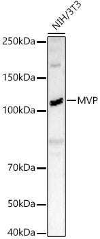 MVP Rabbit pAb