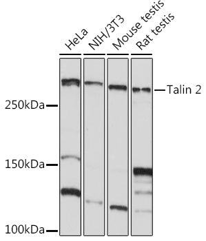 Talin 2 Rabbit mAb