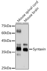 Syntaxin Rabbit mAb