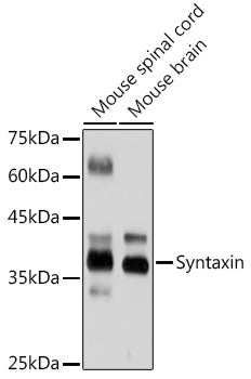 Syntaxin Rabbit mAb