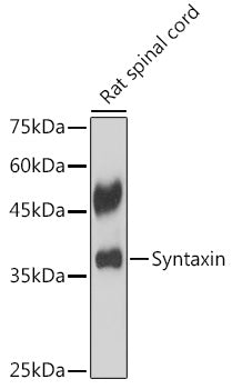 Syntaxin Rabbit mAb