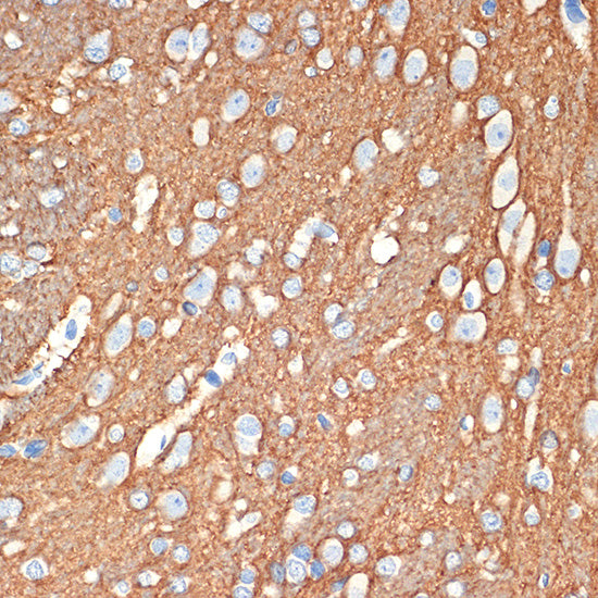 Syntaxin Rabbit mAb