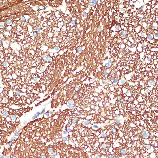 Syntaxin Rabbit mAb