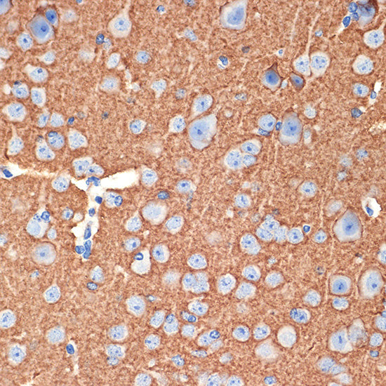 Syntaxin Rabbit mAb
