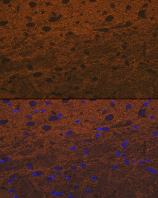Syntaxin Rabbit mAb