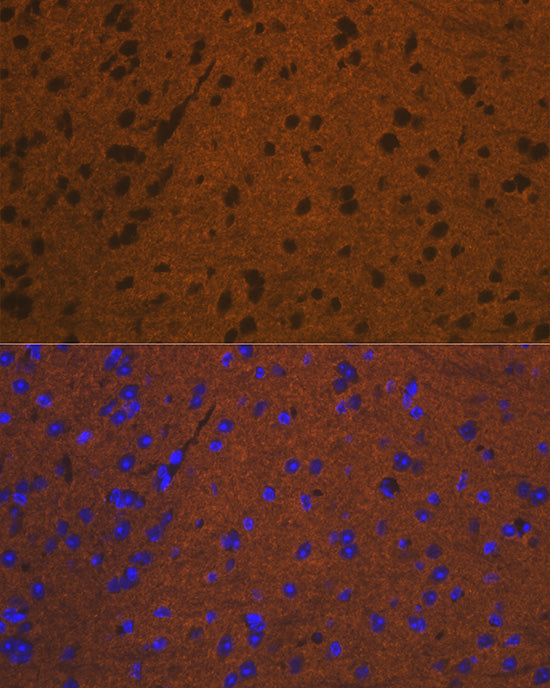 Syntaxin Rabbit mAb