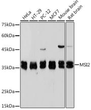 Musashi-2 (MSI2) Rabbit mAb