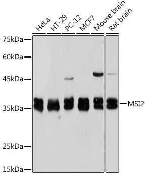 Musashi-2 (MSI2) Rabbit mAb
