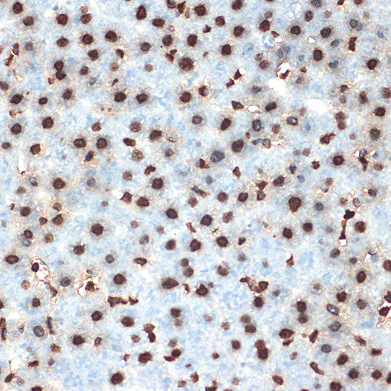 Histone H4 Rabbit mAb
