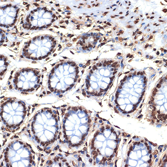 Histone H4 Rabbit mAb