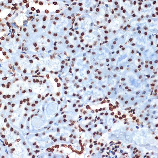 Histone H4 Rabbit mAb