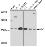 NEK7 Rabbit mAb