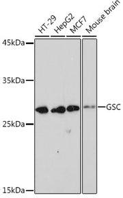 GSC Rabbit mAb