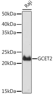 GCET2 Rabbit mAb