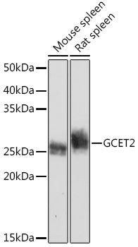 GCET2 Rabbit mAb