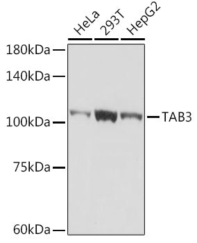 TAB3 Rabbit mAb