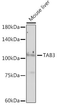 TAB3 Rabbit mAb