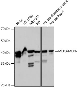 MEK3/MEK6 Rabbit mAb