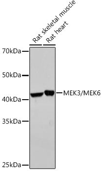 MEK3/MEK6 Rabbit mAb