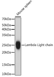 Lambda Light chain Rabbit mAb
