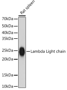 Lambda Light chain Rabbit mAb
