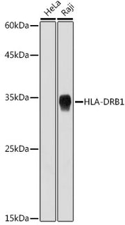 HLA-DRB1 Rabbit mAb