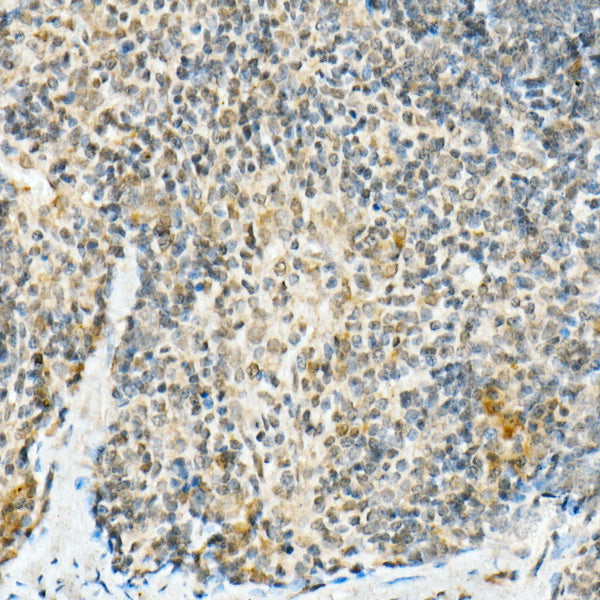 FADD Rabbit mAb