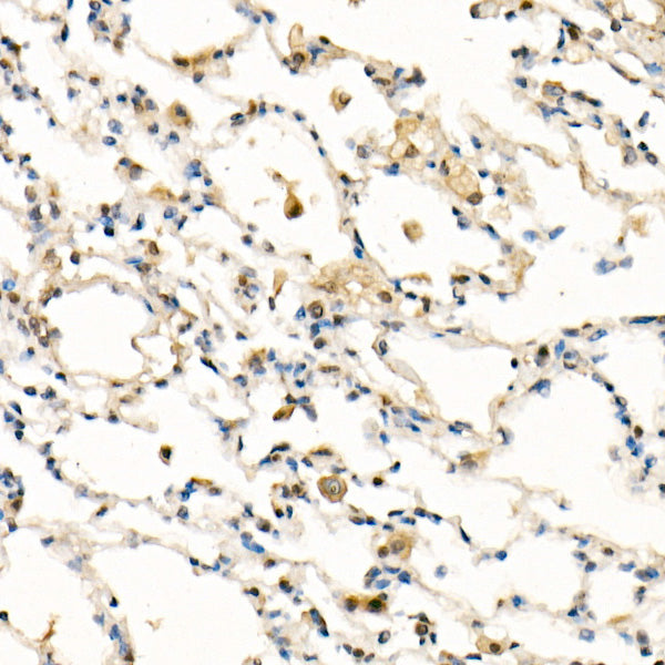 FADD Rabbit mAb