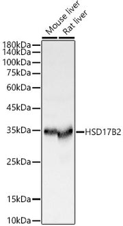 HSD17B2 Rabbit pAb
