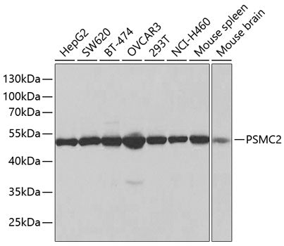 PSMC2 Rabbit pAb
