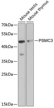 PSMC3 Rabbit pAb