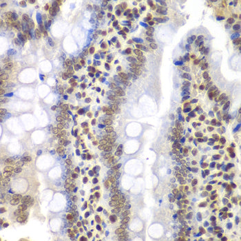 PSMC3 Rabbit pAb