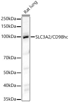SLC3A2/CD98hc Rabbit pAb