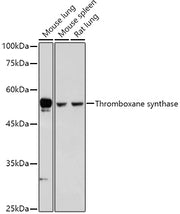 Thromboxane synthase Rabbit pAb