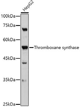 Thromboxane synthase Rabbit pAb