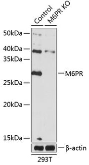 [KO Validated] M6PR Rabbit pAb