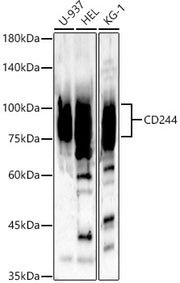 CD244 Rabbit pAb