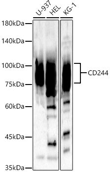 CD244 Rabbit pAb