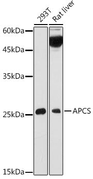 APCS Rabbit pAb