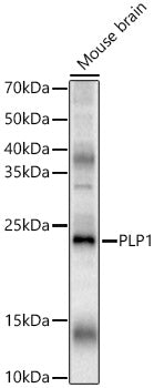 PLP1 Rabbit pAb