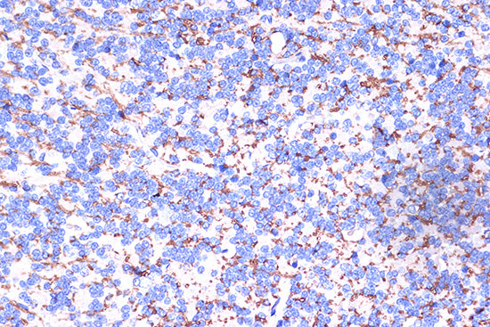 PLP1 Rabbit pAb