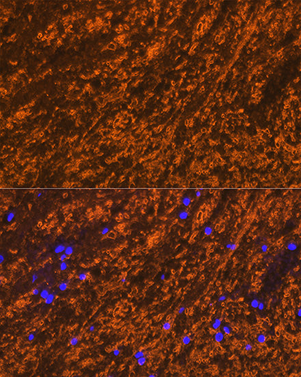 PLP1 Rabbit pAb