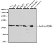 SMARCA5/SNF2H Rabbit pAb