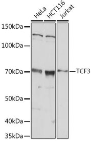 TCF3 Rabbit pAb