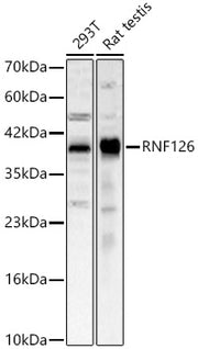 RNF126 Rabbit pAb