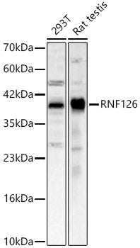 RNF126 Rabbit pAb
