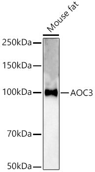 AOC3 Rabbit pAb