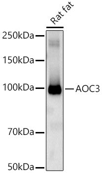 AOC3 Rabbit pAb