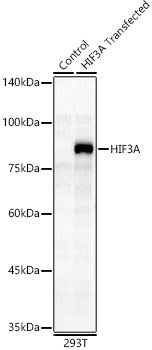 HIF3A Rabbit pAb